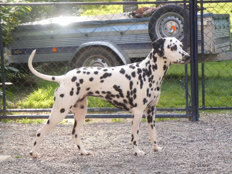 Delice du Moulin de L'Age